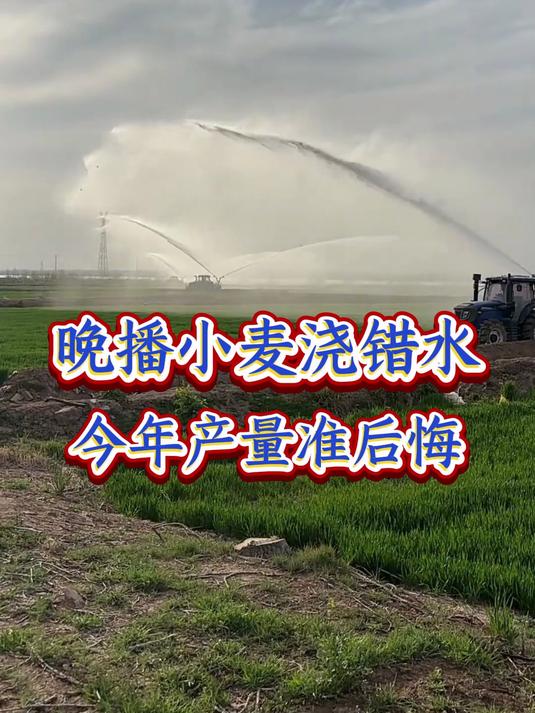 晚播小麦浇错水,今年产量准后悔
