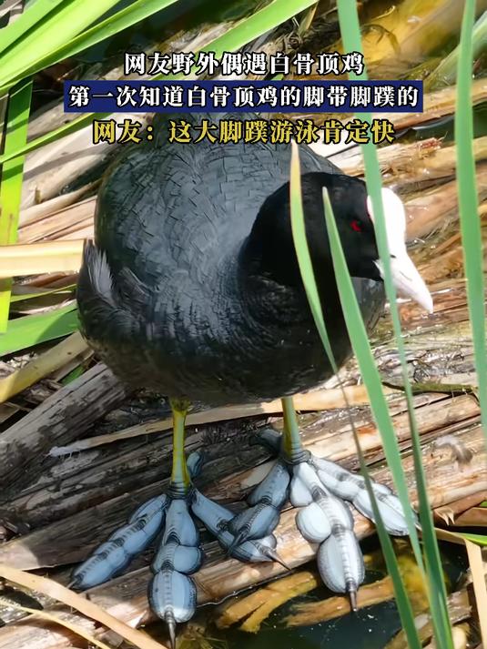 网友野外偶遇白骨顶鸡,第一次知道白骨顶鸡的脚带脚蹼的