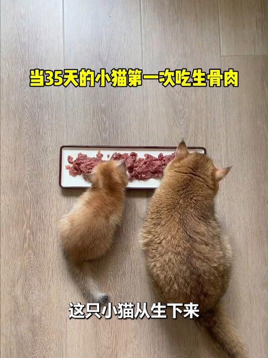 35天小猫第一次吃生骨肉