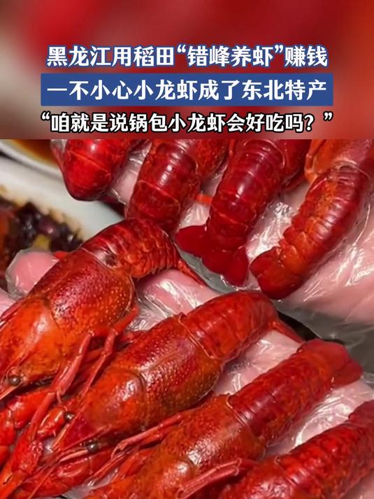 黑龙江用稻田“错峰养虾”赚钱,一不小心小龙虾成了东北特产