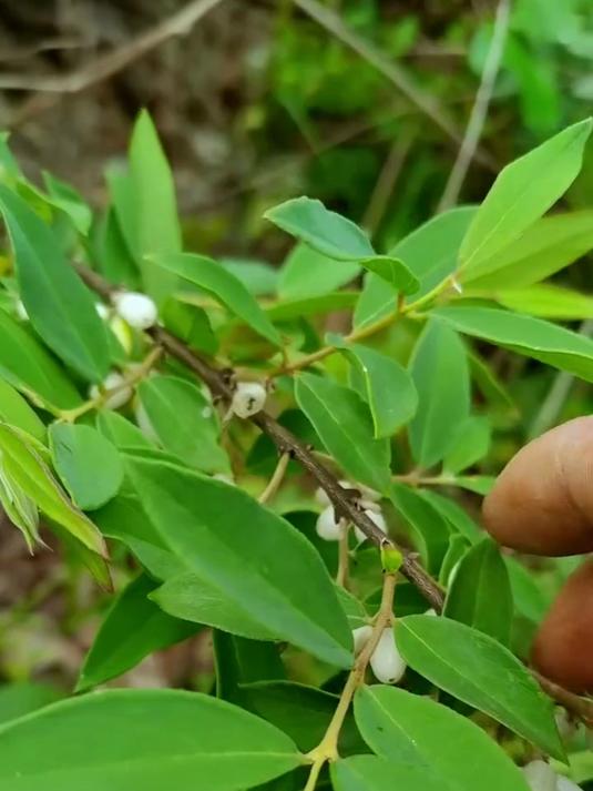 乡间路边的草都是宝：芫花，鸡头黄精，枸骨，天麻，垂盆草