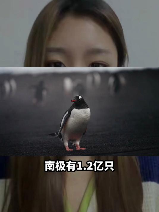 南极企鹅粪便，竟成生态密码？自然循环藏惊喜！