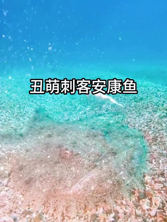 深海丑萌刺客安康鱼