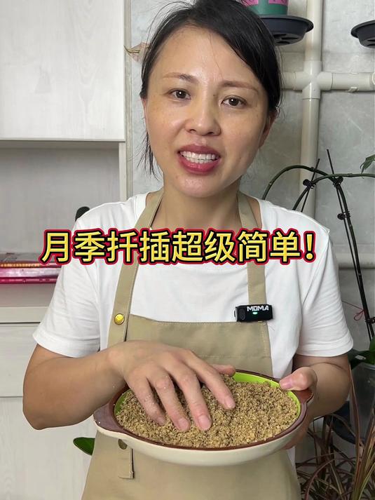 月季超级简单的扦插方法！