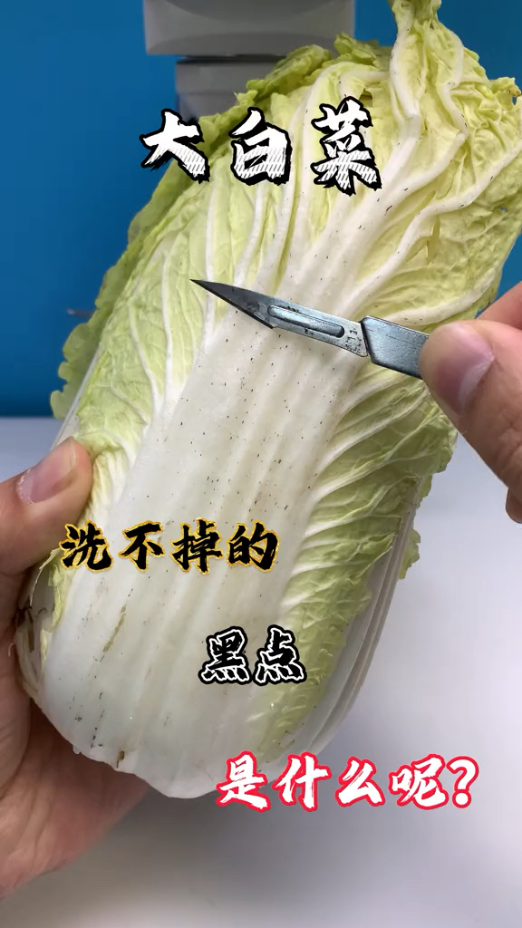 大白菜上面的黑点是什么呢?
