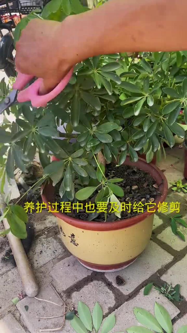 鸭脚木修剪,记住“一点”,长势更茂盛