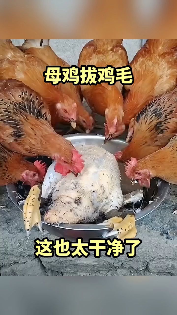 母鸡拔鸡毛,这也太干净了!
