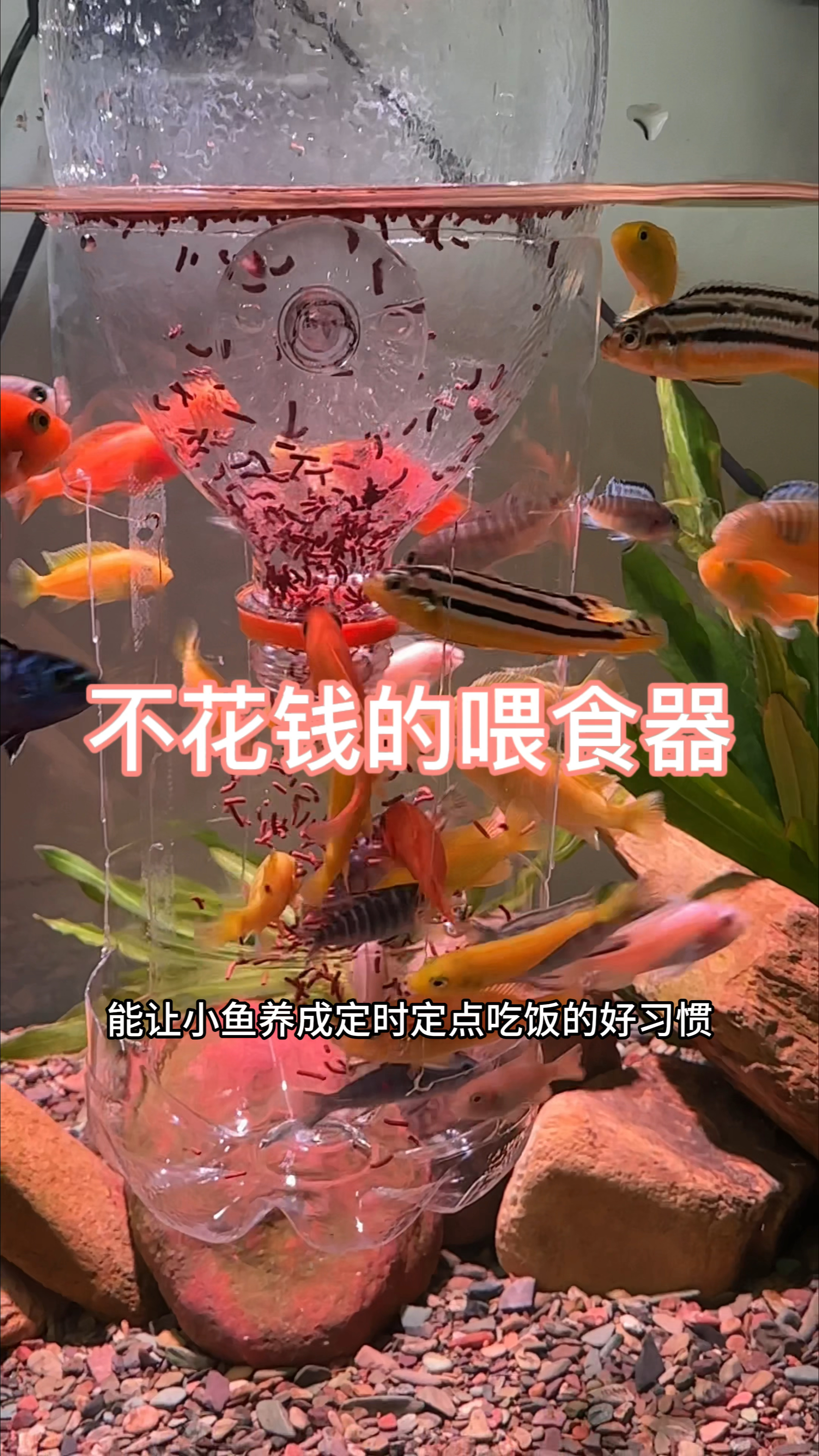 超好用的喂食器,能让小鱼养成定时定点吃饭的好习惯,干净卫生,不污染底沙。