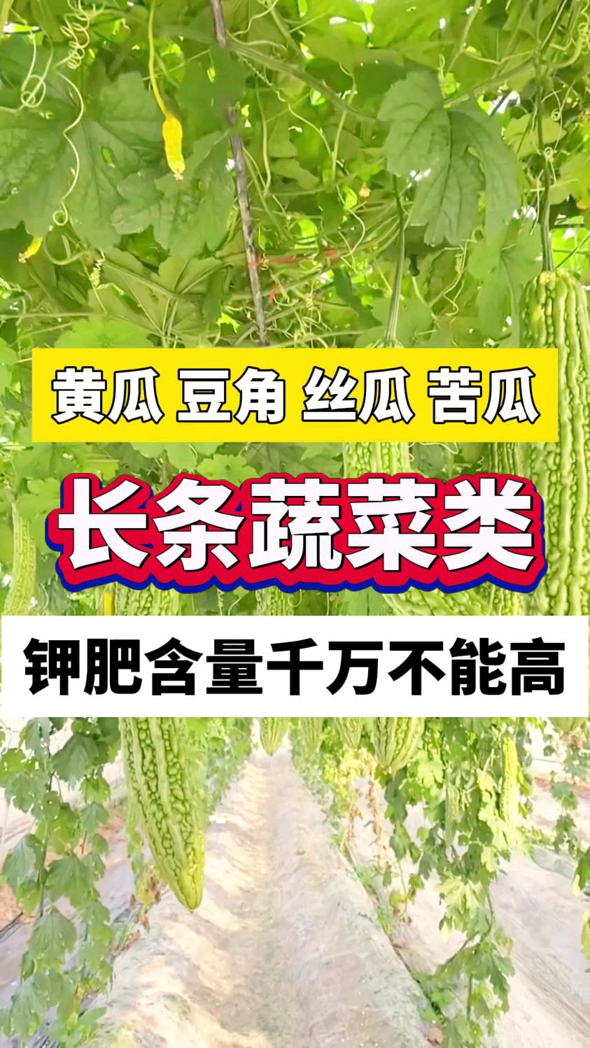 长条类蔬菜作物,像黄瓜豆角丝瓜苦瓜,施钾肥时含量千万不能过高