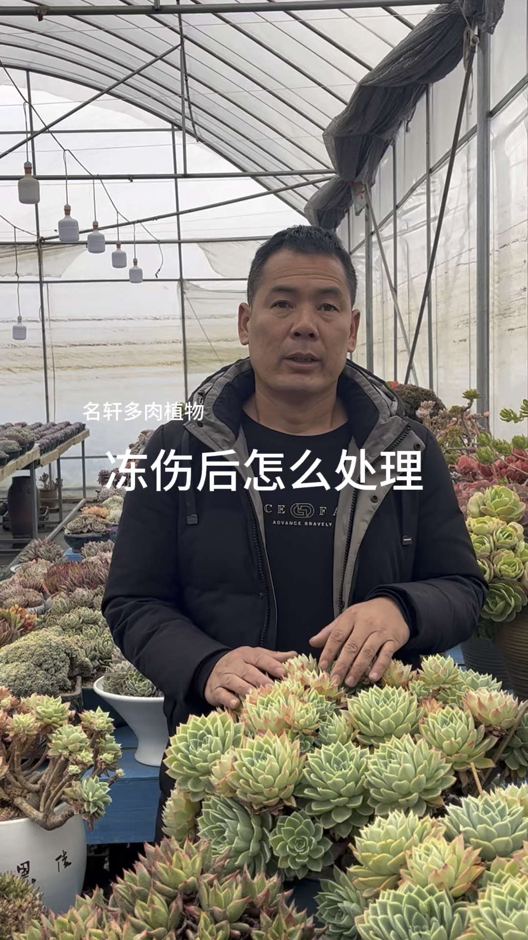 多肉植物冻伤后怎么处理