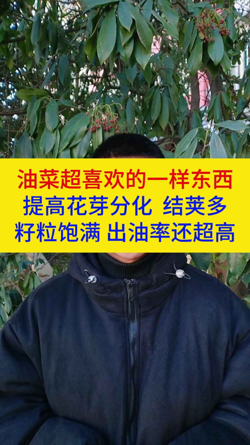 油菜超喜欢的一样东西,提高花芽分化,结痂多,籽粒饱满,出油率还超高。