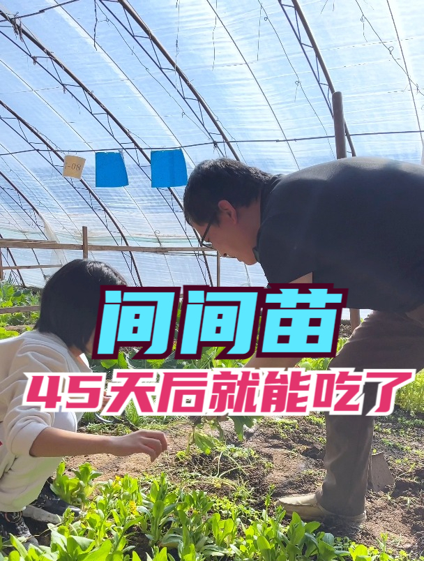 田间和小朋友一起间间苗,45天后菠菜就能吃了
