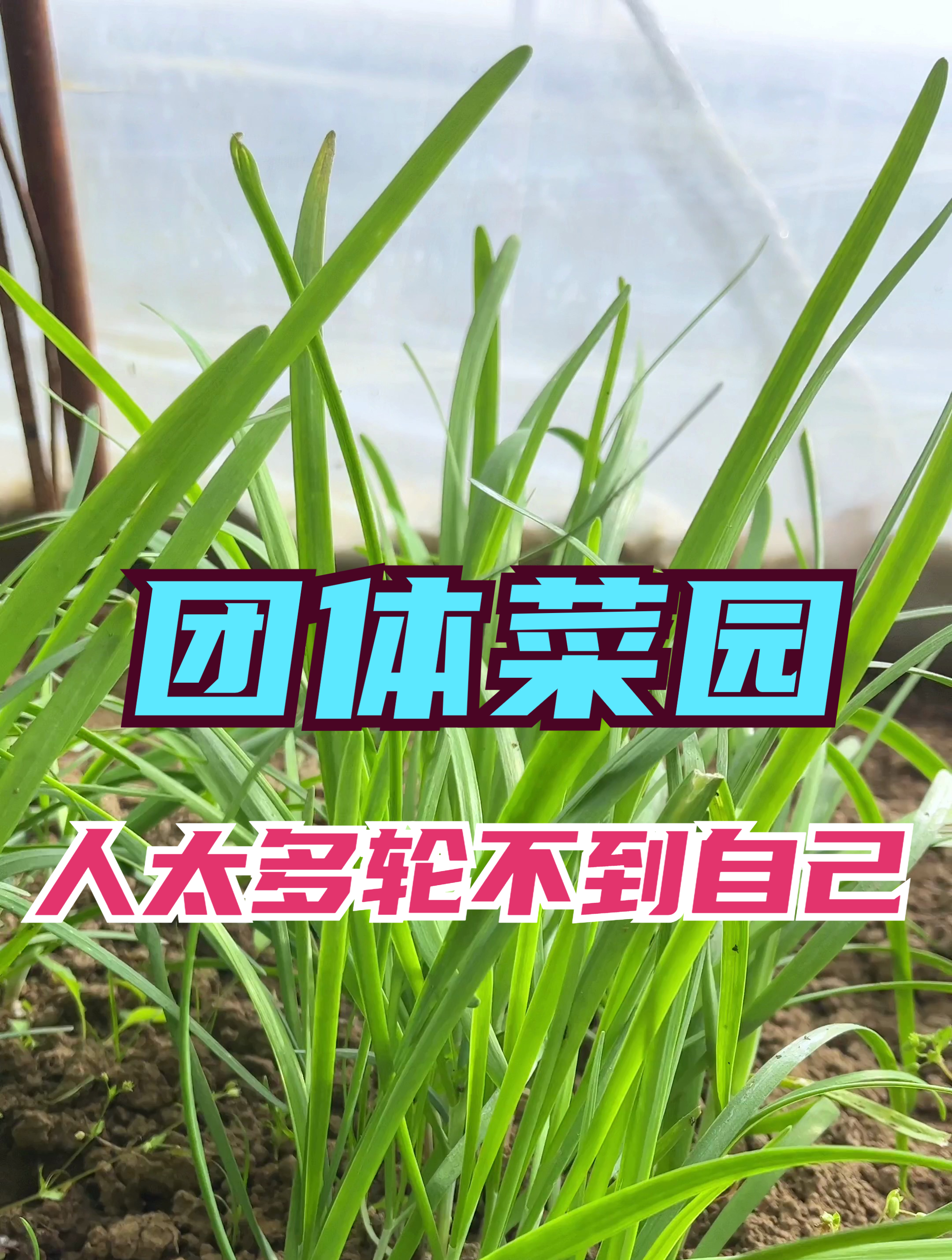 团体版菜园轮不到自己,就自己定块私家菜园