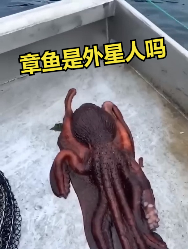 章鱼真的是外星人吗?