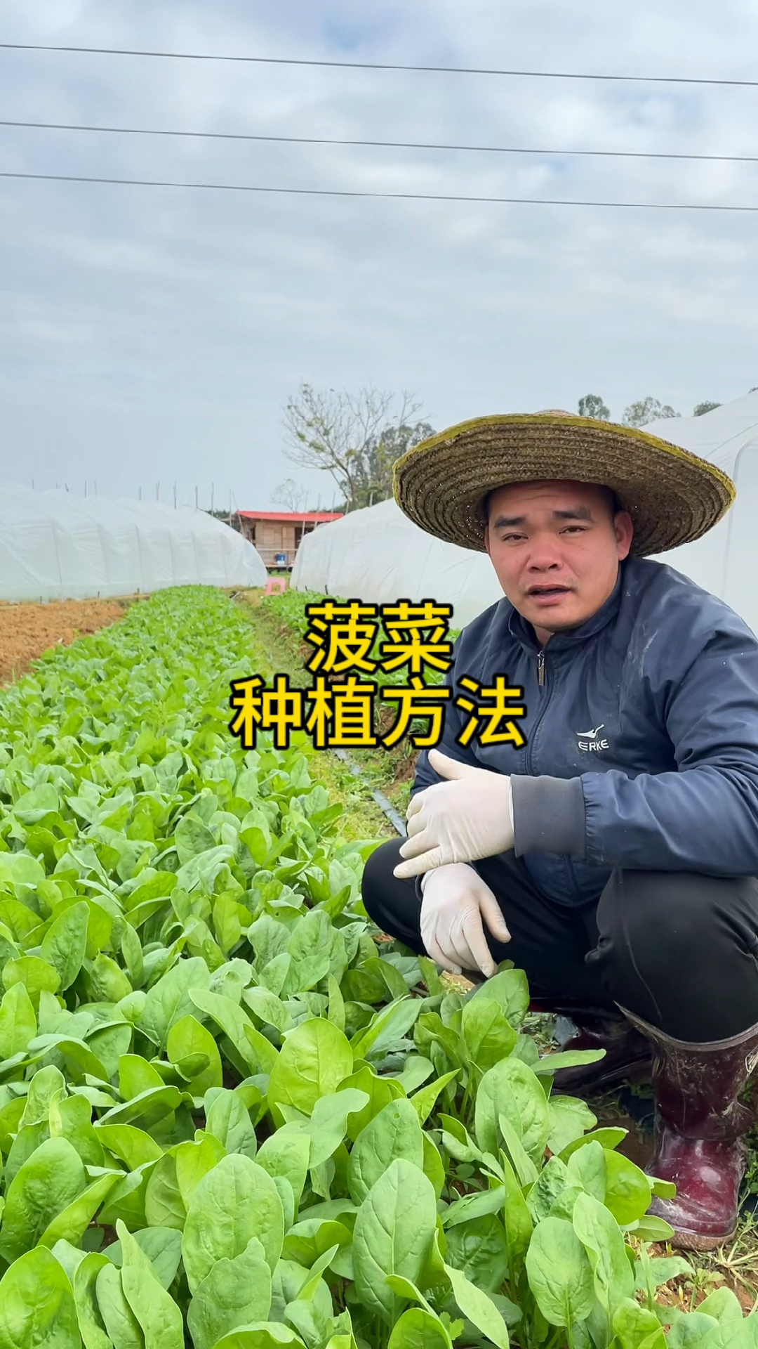 菠菜种植方法