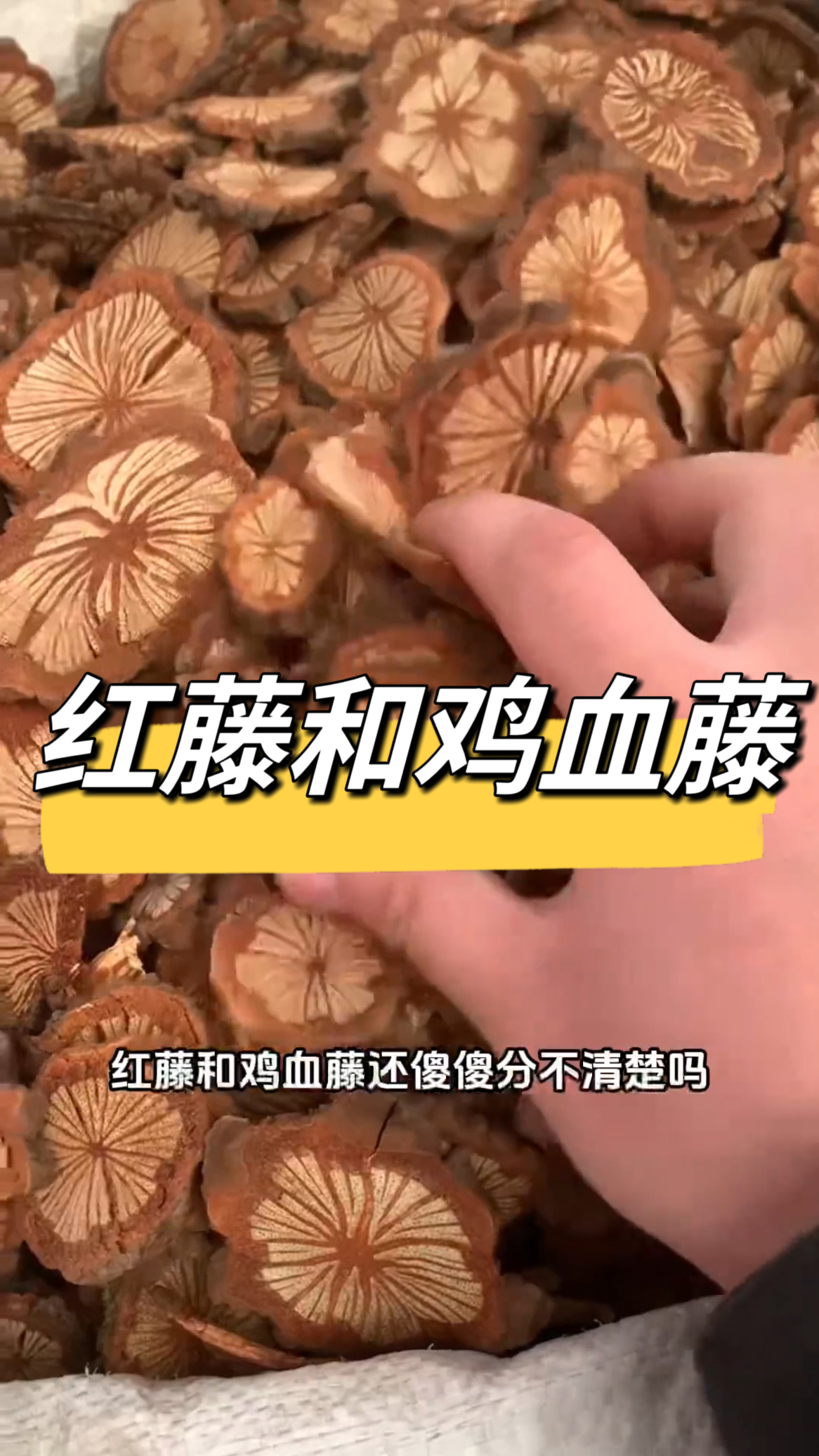红藤鸡血藤如何分辨你知道吗?