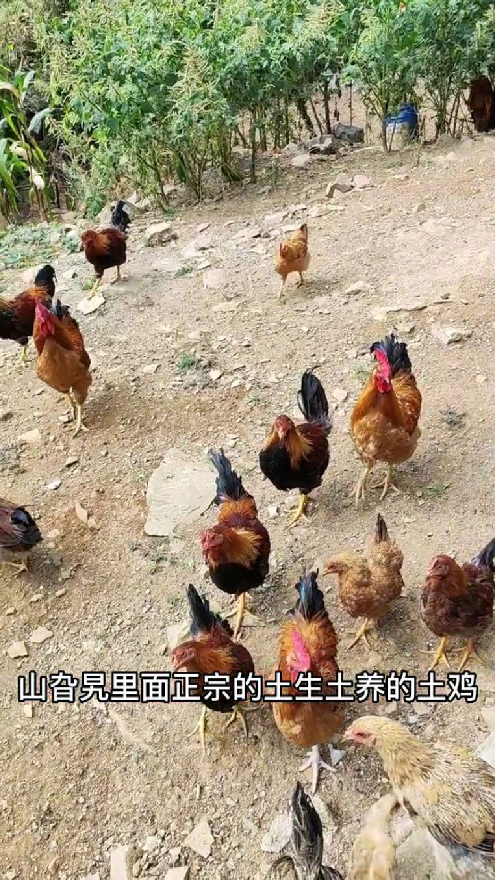 朋友们这是我家散养的土鸡,年关将至你们看这样子能上餐桌了没