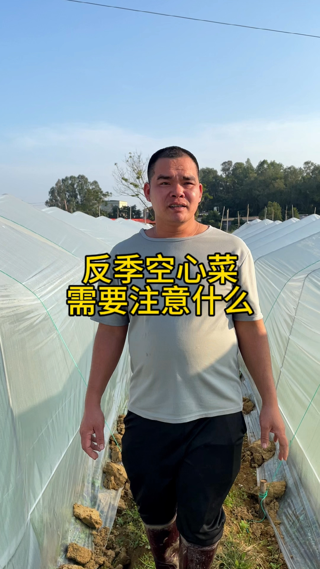 反季空心菜管理方法