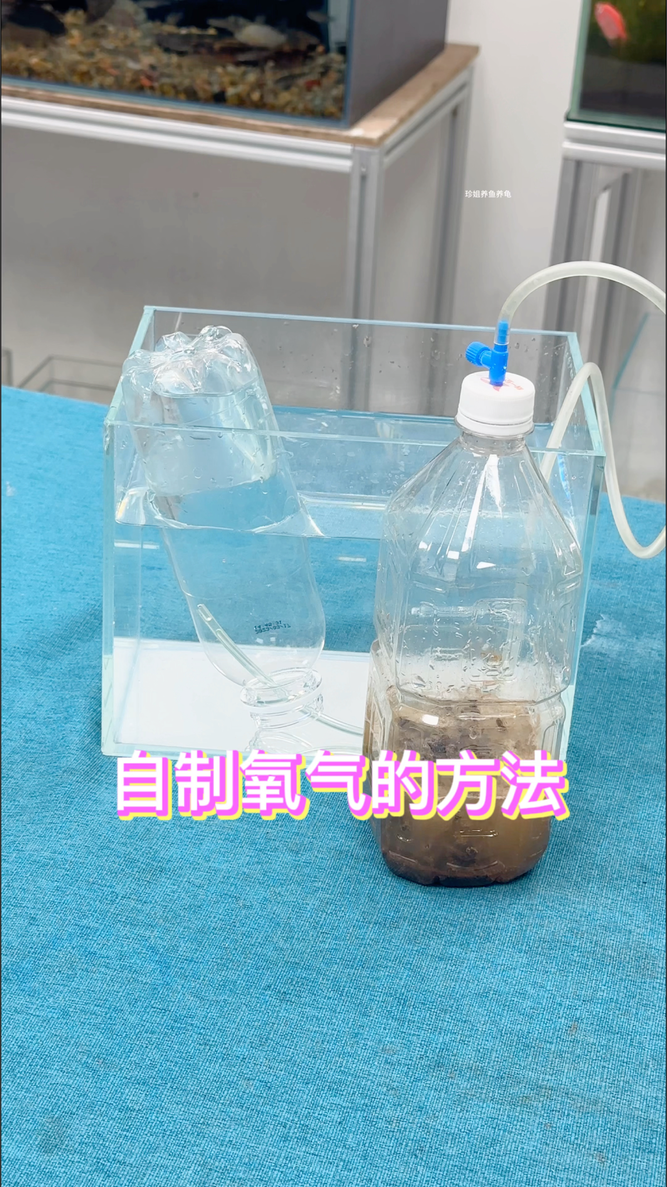 养鱼的家人们,告诉你一个制作氧气的办法,有兴趣的朋友可以试试看。
