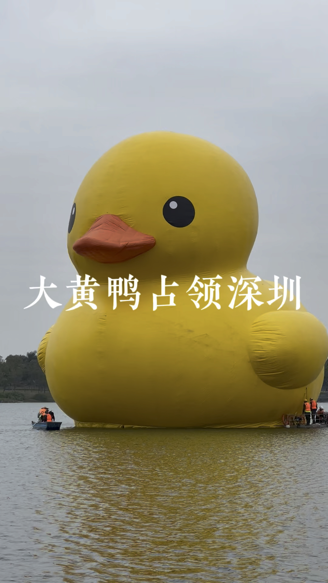 大黄鸭来深圳了