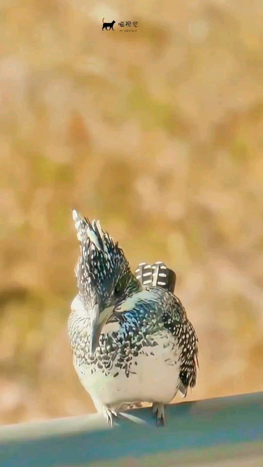冬季里冠鱼狗鸟