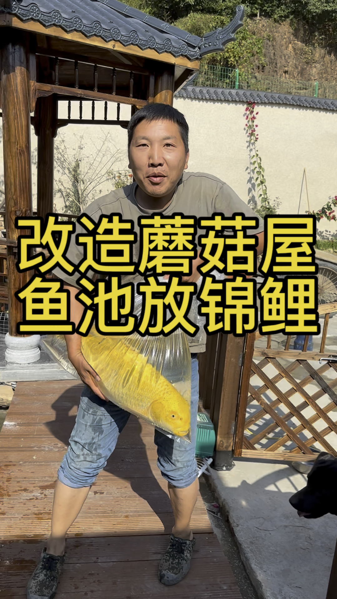 老公花2万改造锦鲤鱼池太漂亮了,过滤系统启用一个星期,今天可以放鱼到鱼池里了