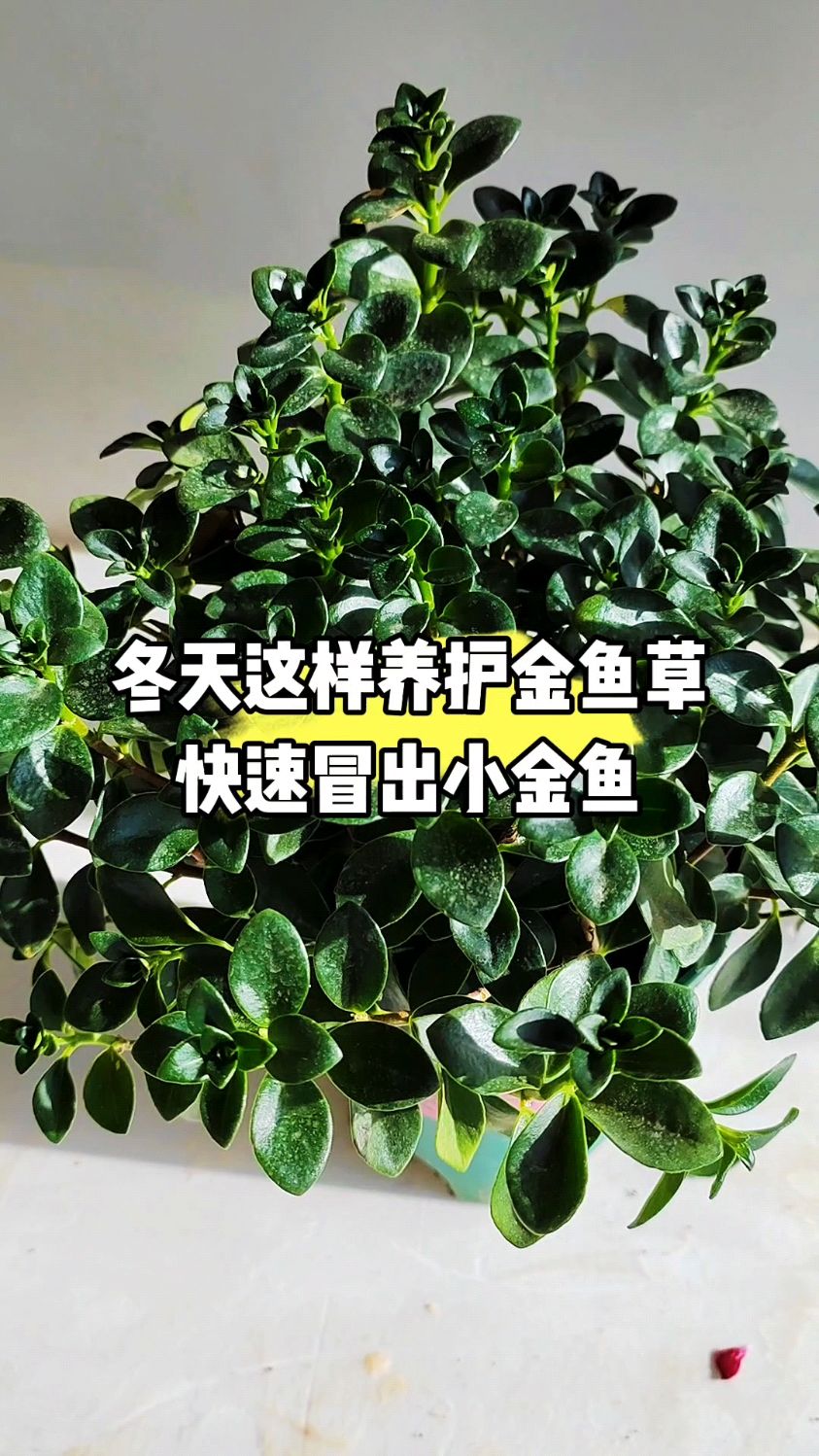 冬天这样养护金鱼草快速冒出小金鱼