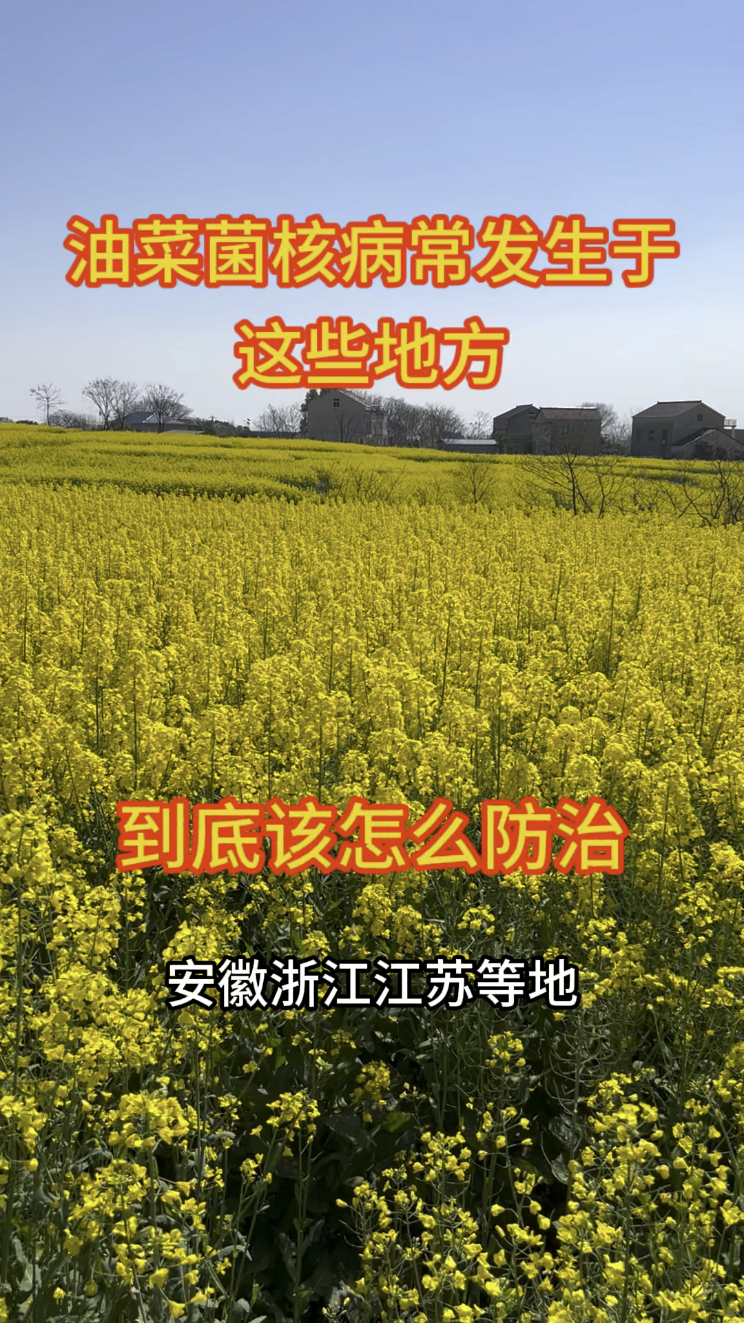 油菜菌核病到底该怎么防治,你知道吗?
