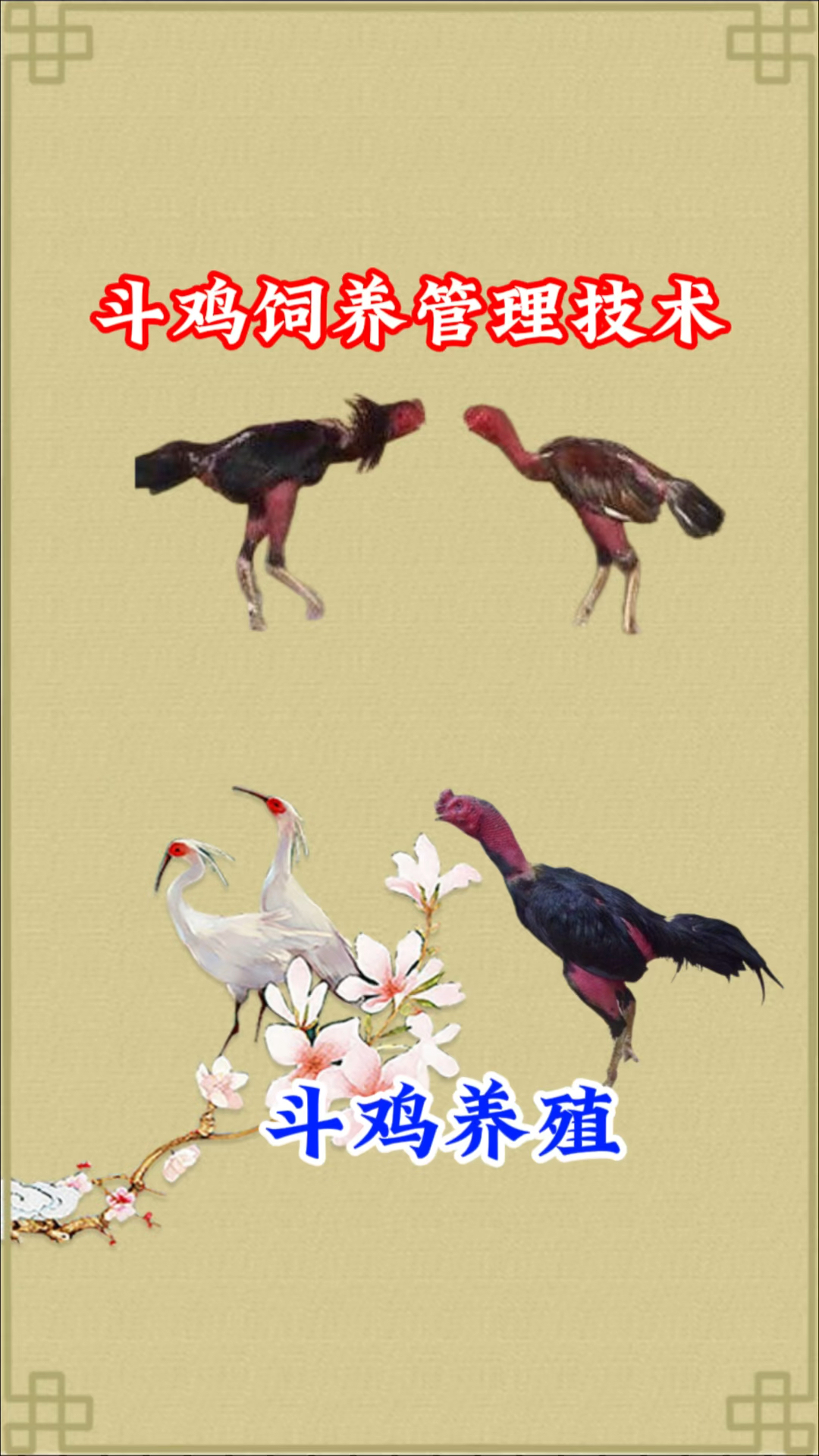 斗鸡的饲养和管理技术