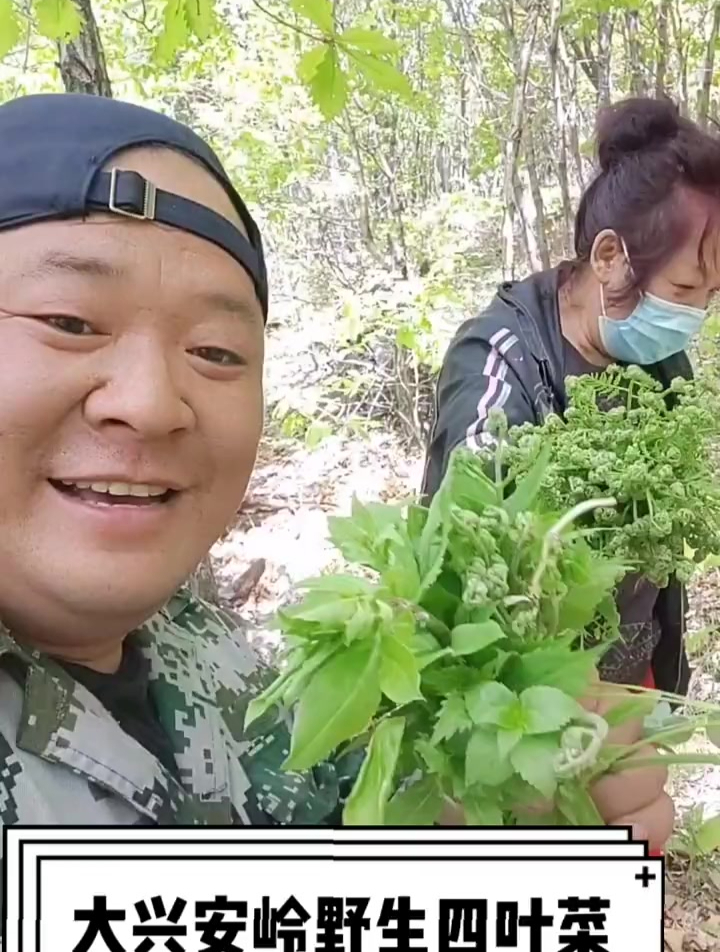 大兴安岭野生四叶菜,包包子,煲汤,蘸酱,都好吃