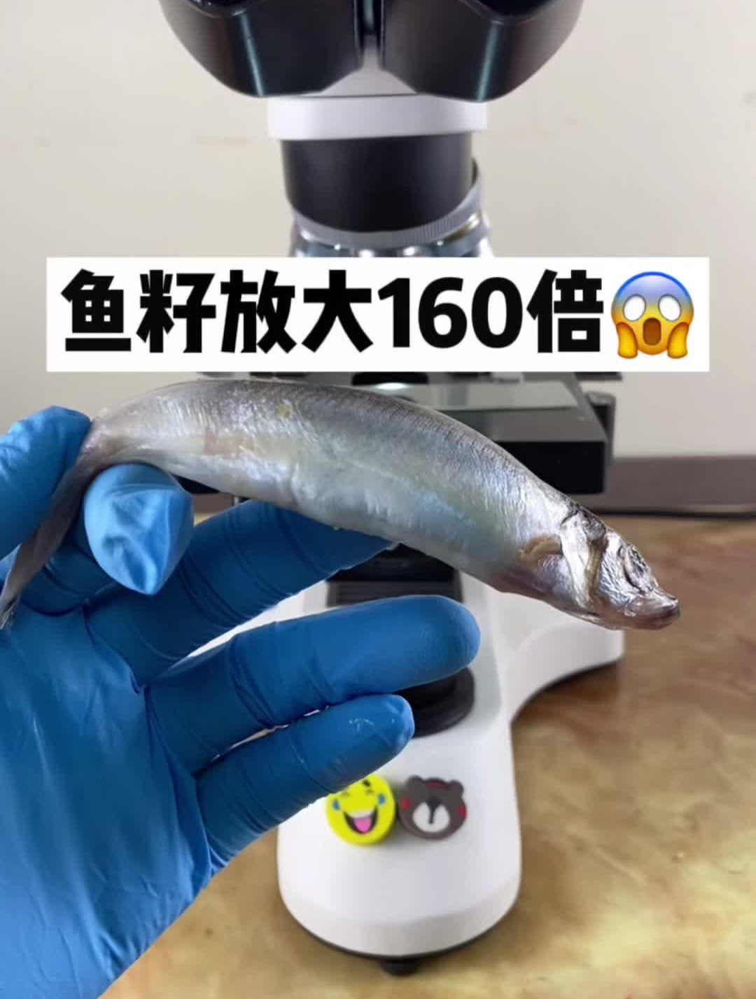 鱼籽放大160倍,你见过吗?
