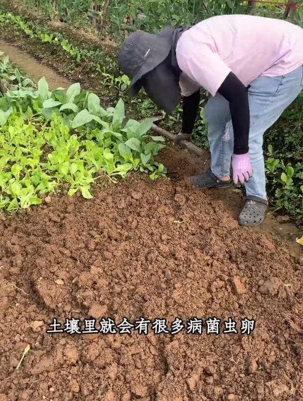 菜地翻耕之后,撒一把生石灰,杀菌还防虫