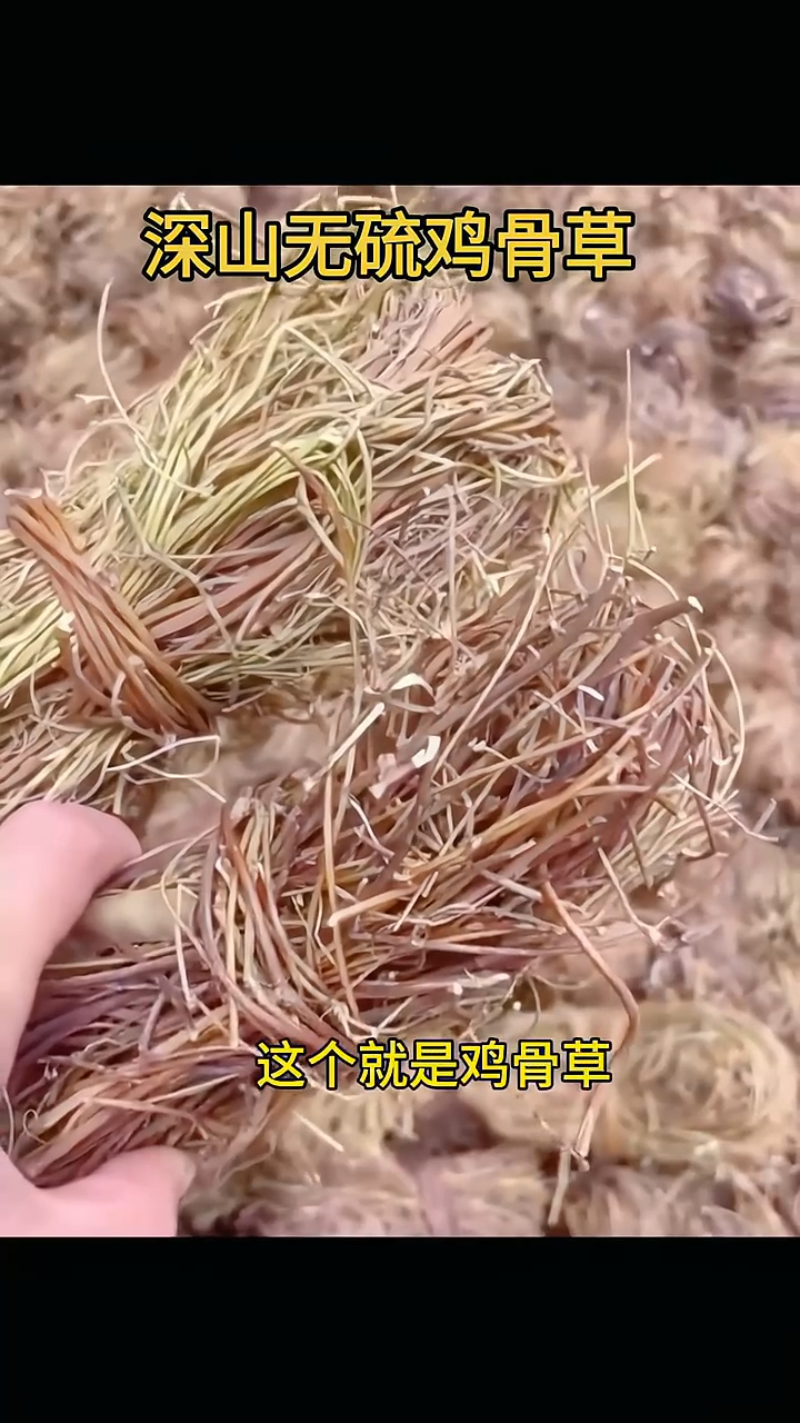 鸡骨草煲汤非常有益处你喝过它吗?