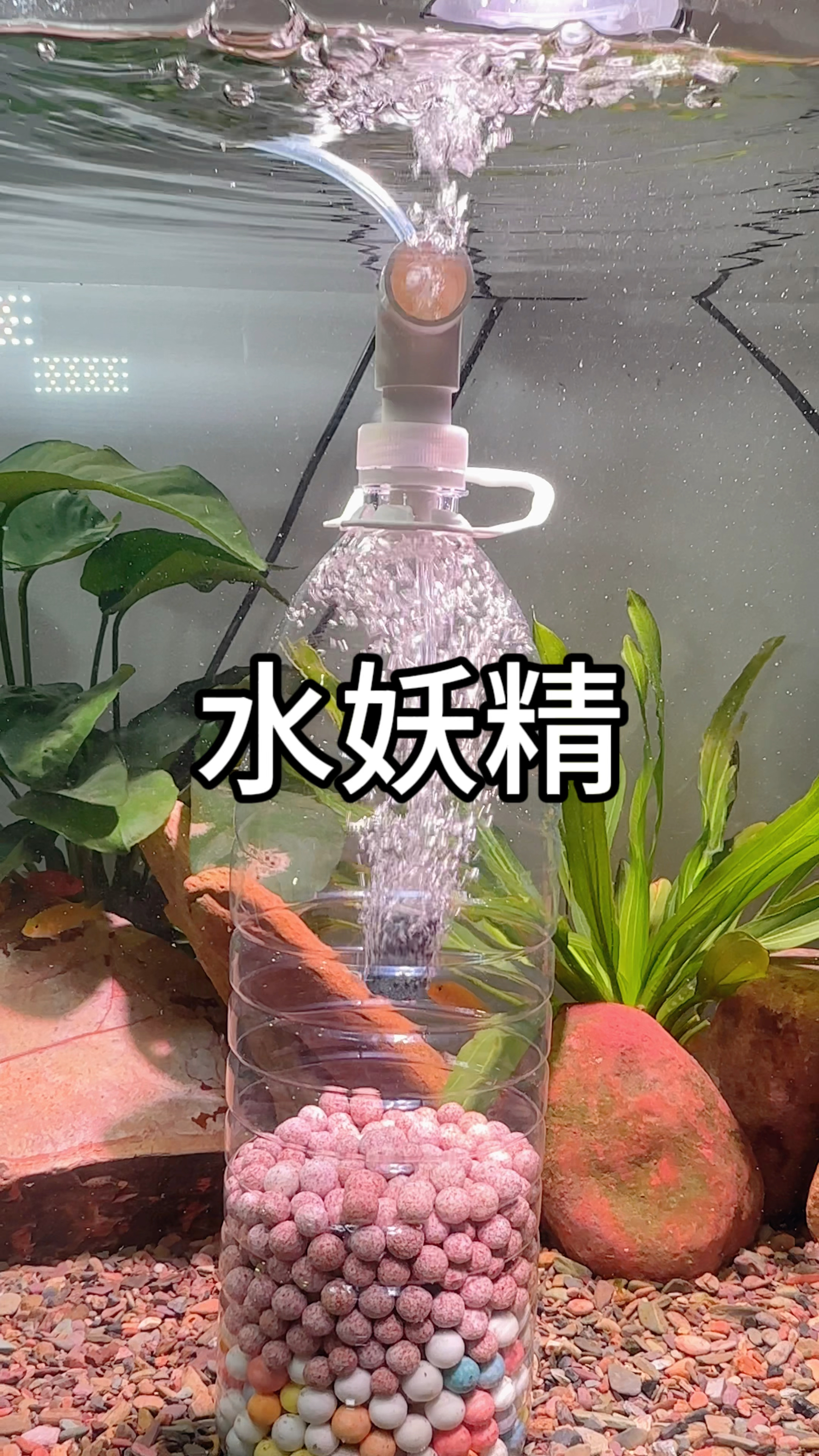 今天教鱼友们做水妖精,绝美#水族 #养鱼人 #鱼儿水中游 #玻璃缸中的大自然 #鱼