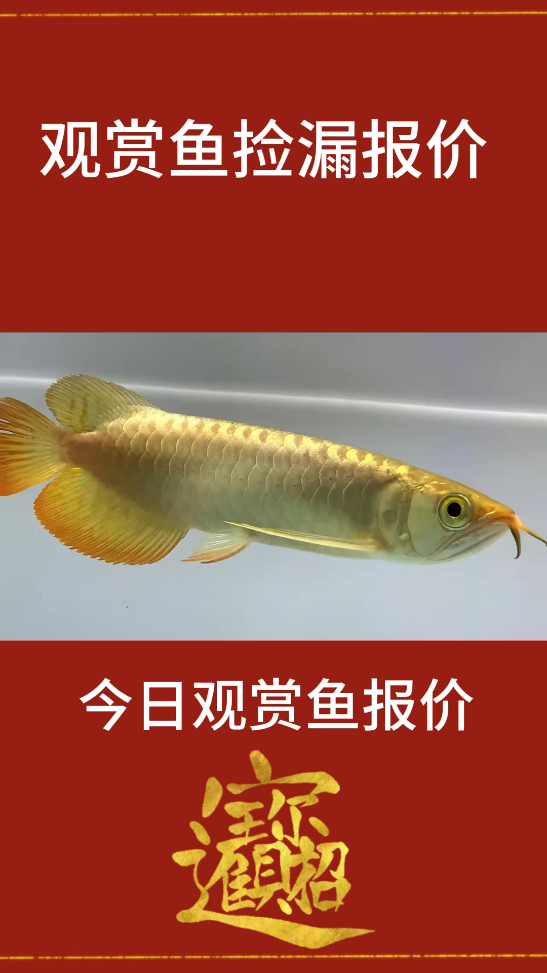 今日观赏鱼龙鱼报价