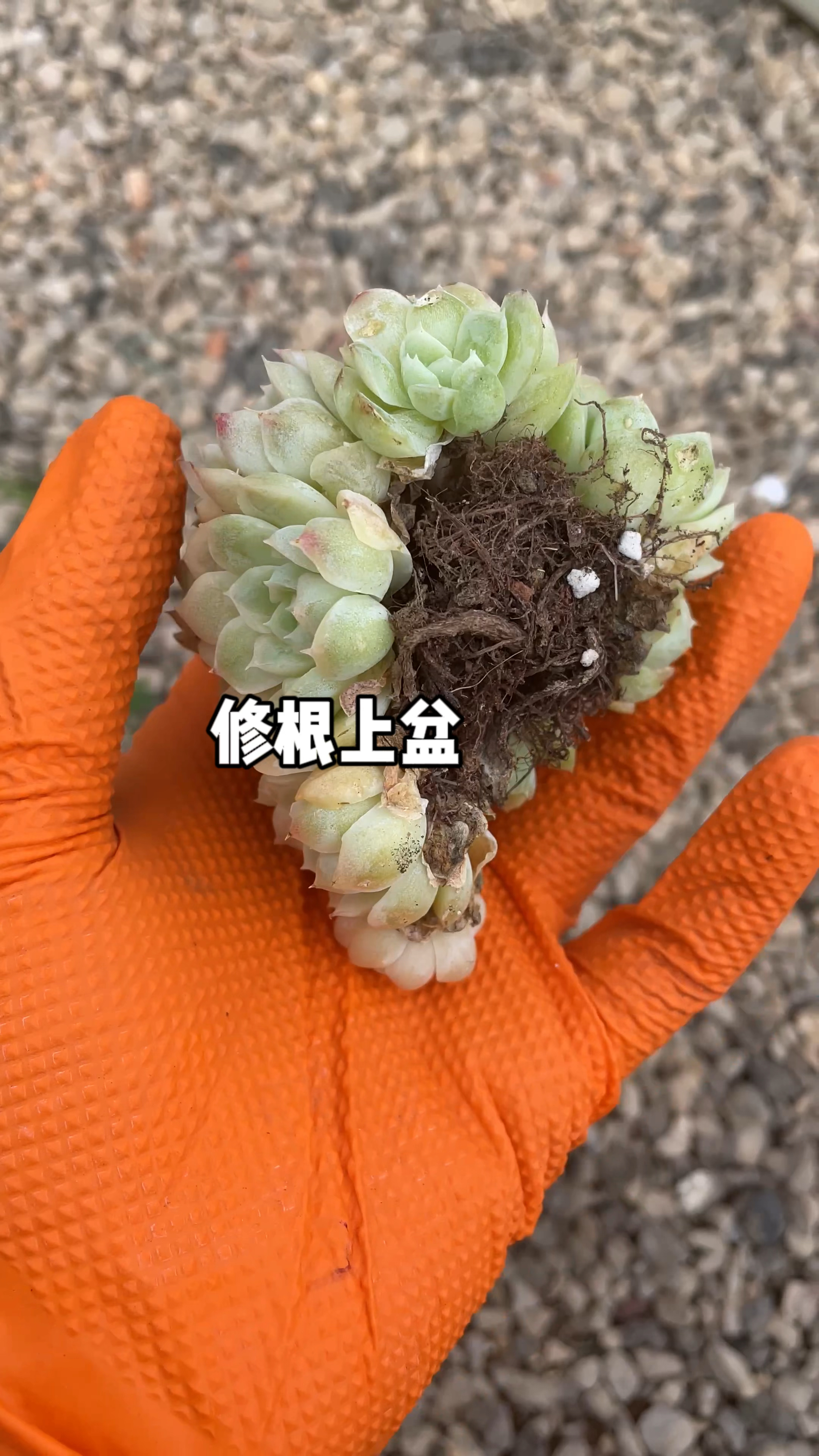 白月影这种经典的老品种真的很好养