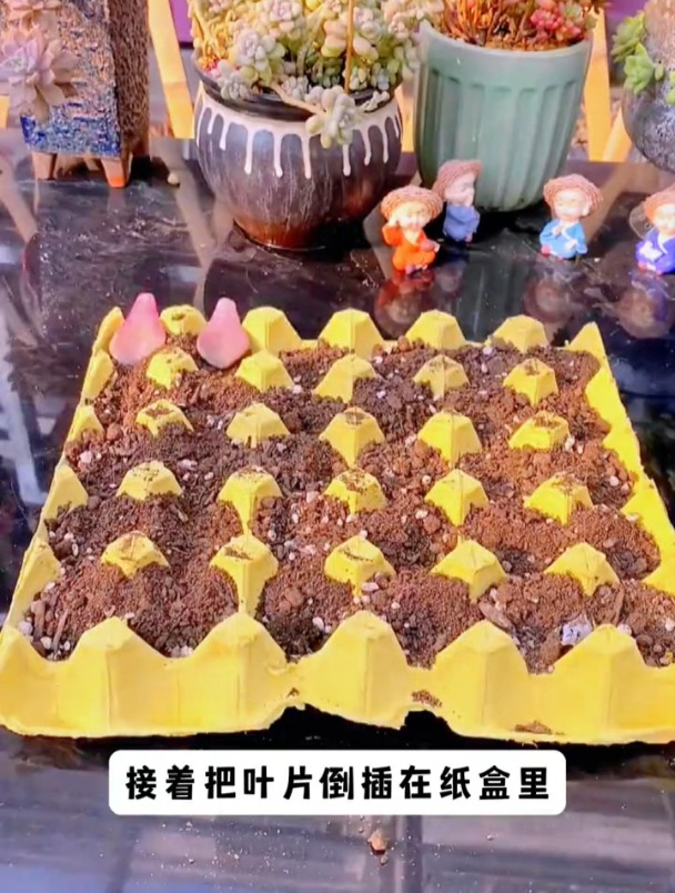 花友用鸡蛋托盘扦插多肉,一次能扦插100个,简单存活率高