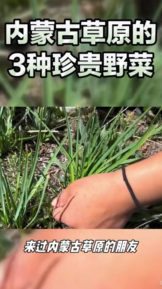 内蒙古草原的3种珍贵野菜
