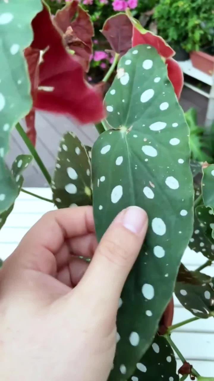 养的一盆鳟鱼秋海棠开花了,好漂亮,赏花赏叶,好不快乐