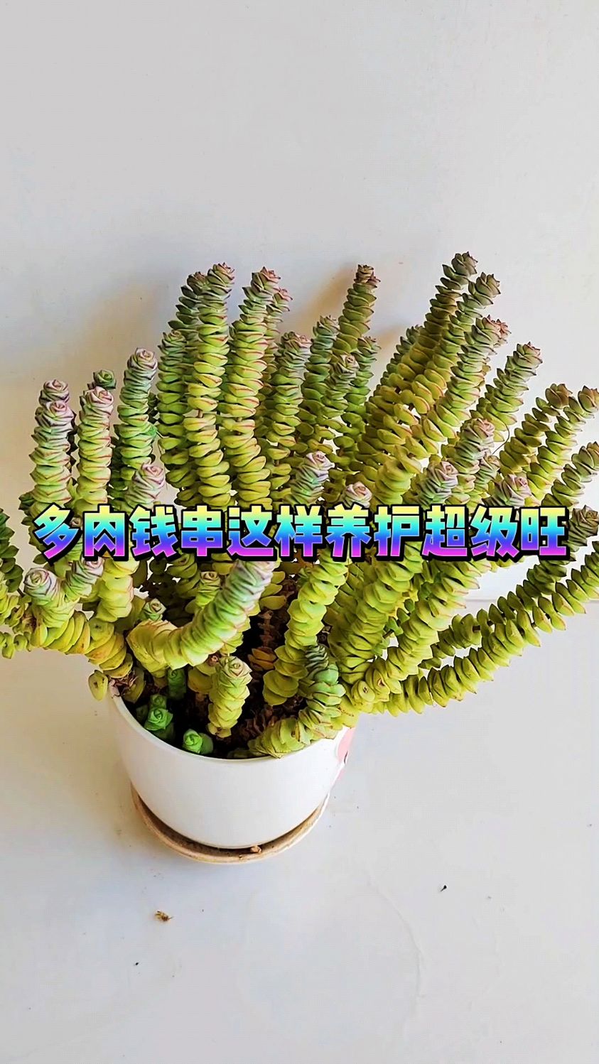 多肉钱串这样养护超级旺