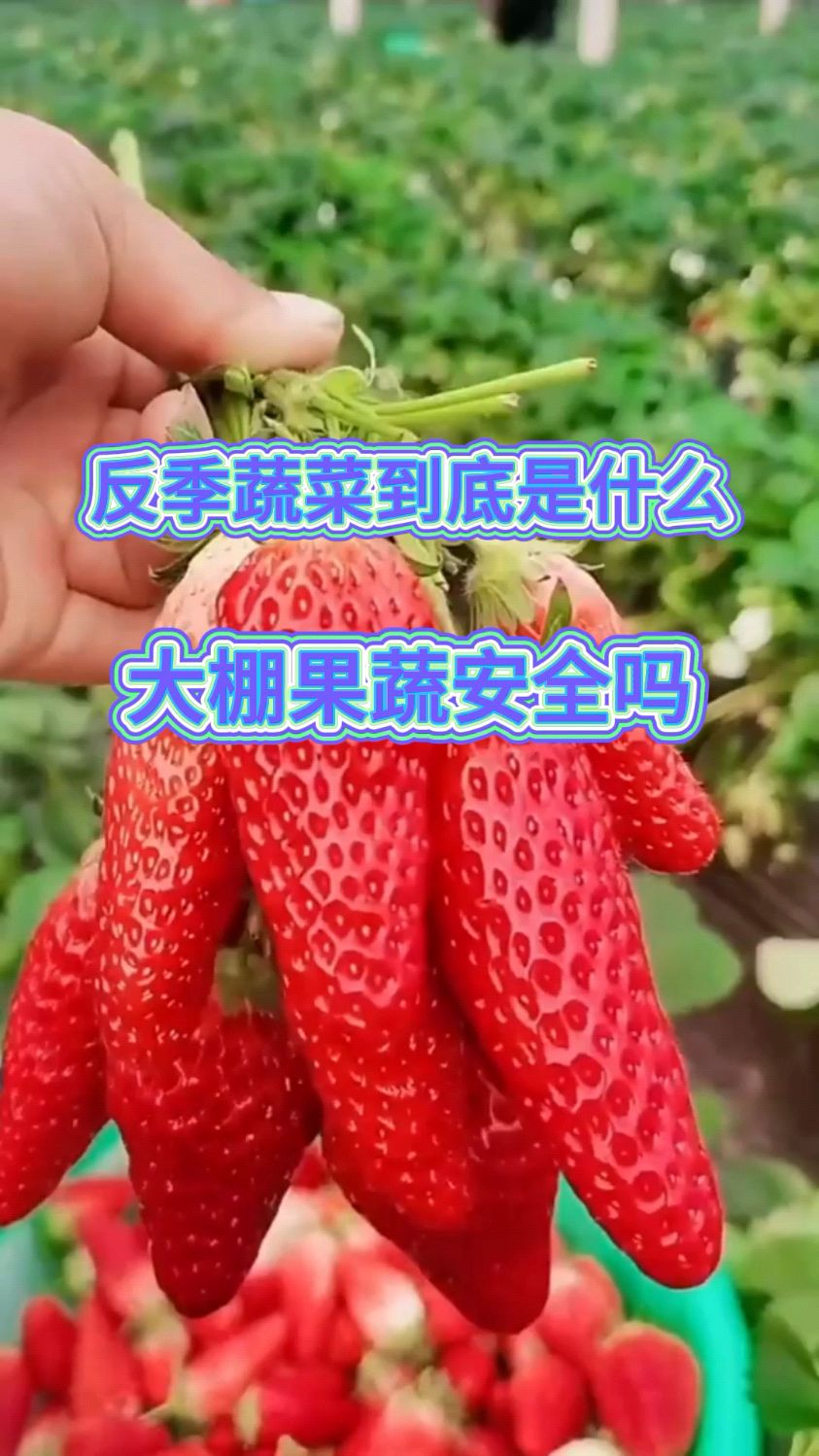 反季节蔬菜到底是什么?大棚果蔬安全吗