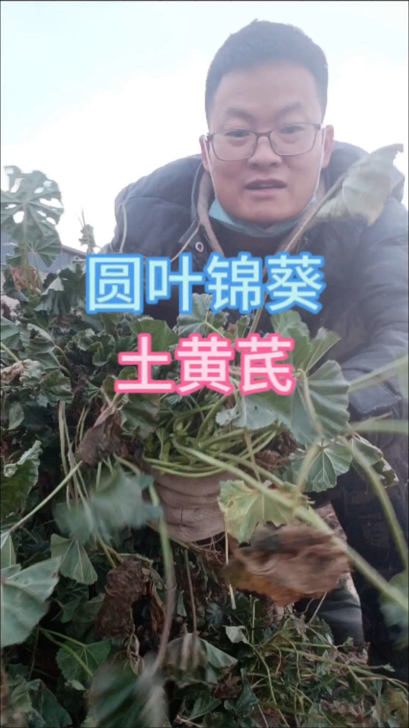 圆叶锦葵别名土黄芪#你的家乡有这种植物吗 #大自然的馈赠 #野生药材