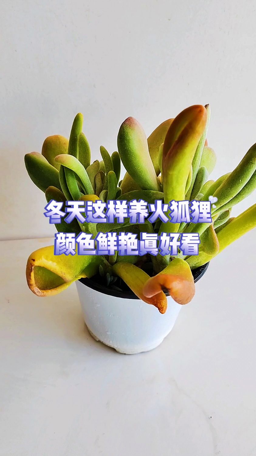 冬天这样养火狐狸,颜色鲜艳真好看