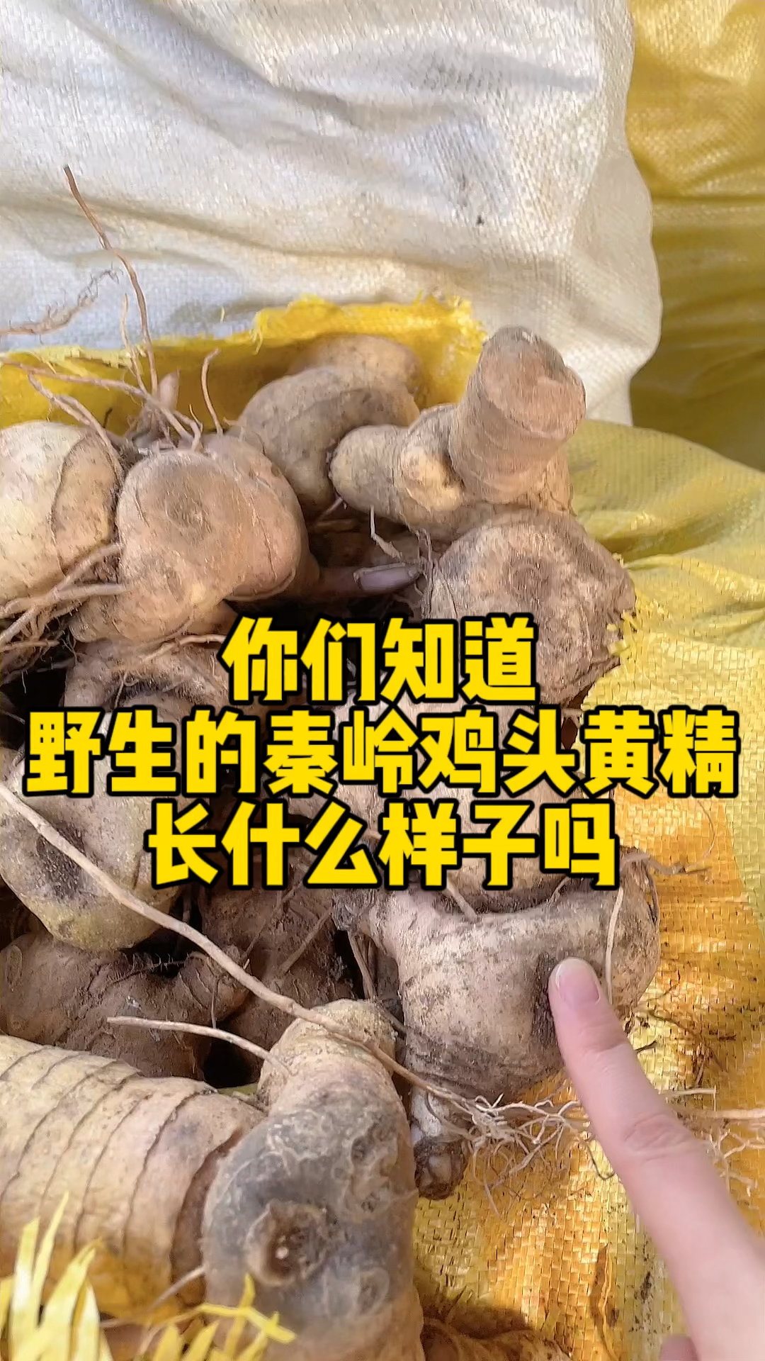 你们知道野生的秦岭鸡头黄精长什么样子吗