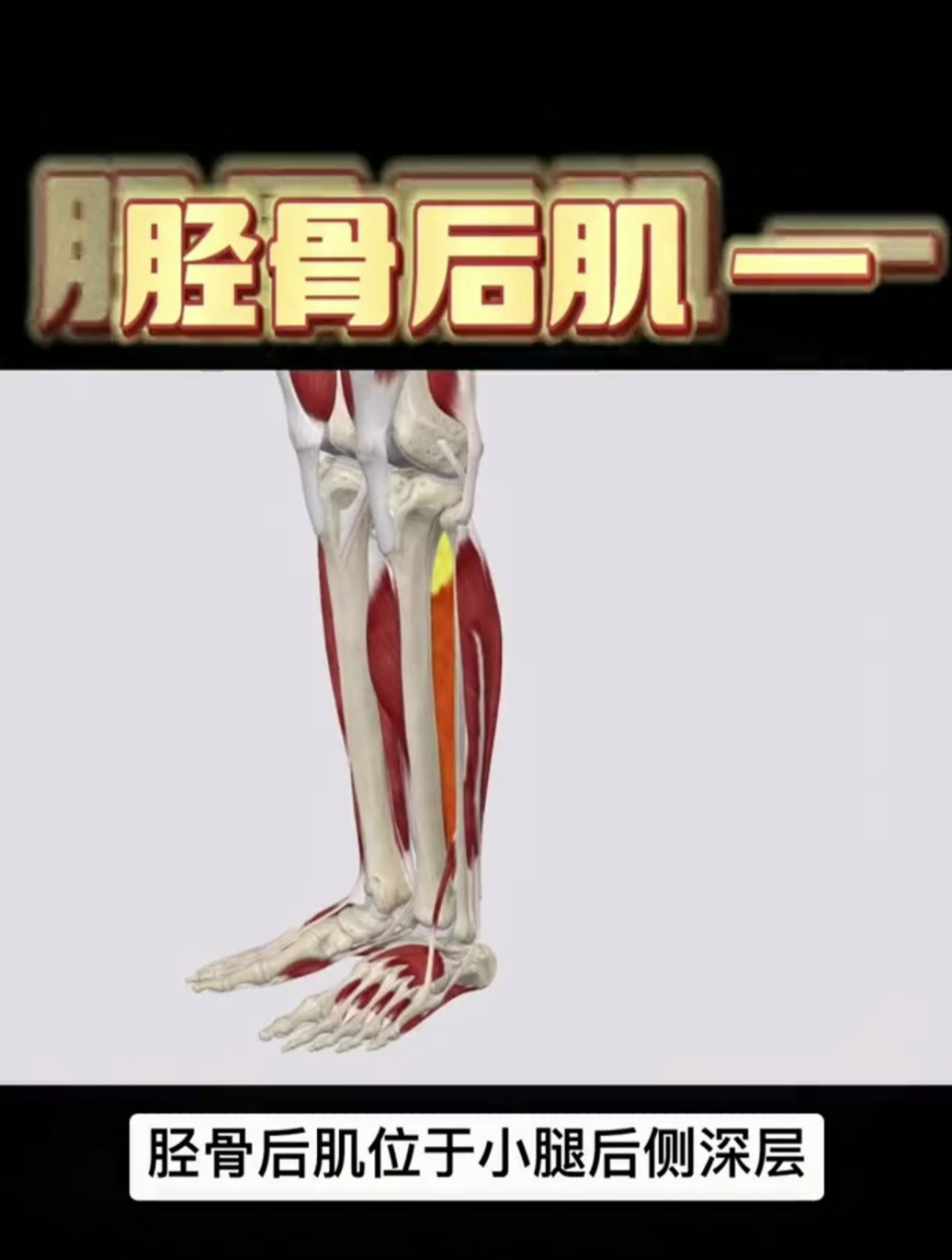 胫骨后肌——小腿部一块容易被忽视的肌肉