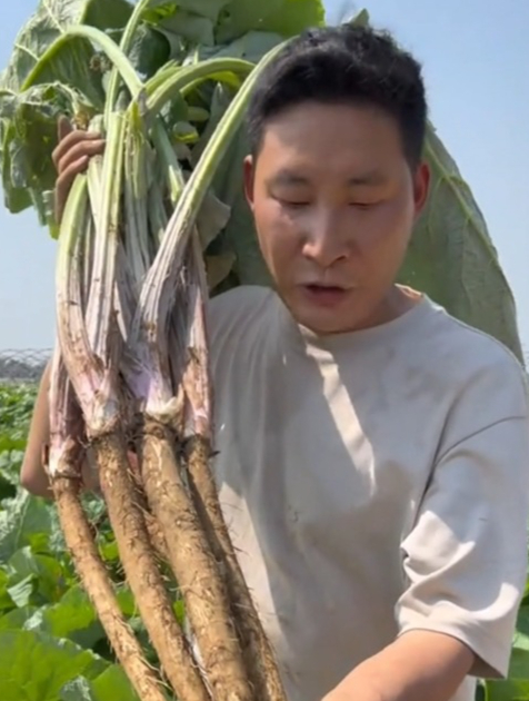 牛蒡又名“东洋牛鞭菜”,可以做蔬菜食用,药食同源!