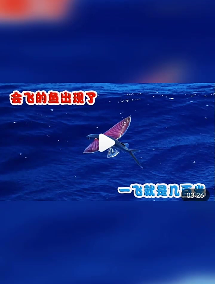会飞的鱼出现了,进化出一双翅膀!