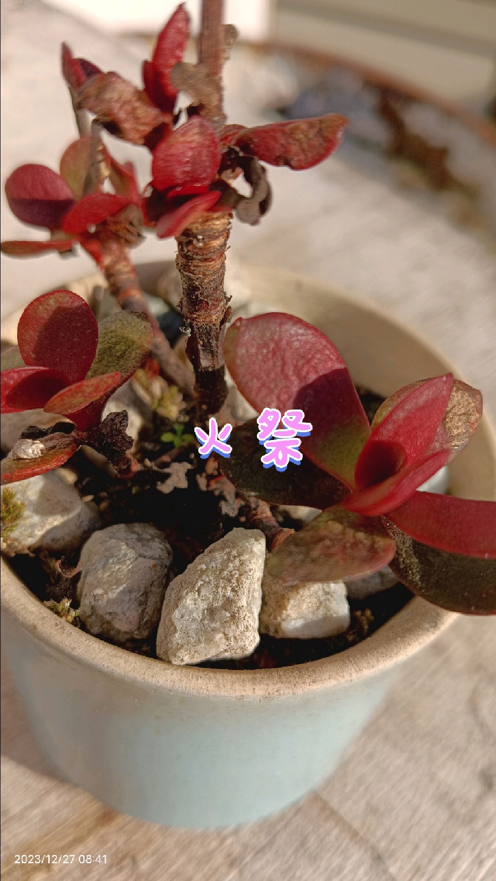 继续打卡:我的多肉植物(火祭)