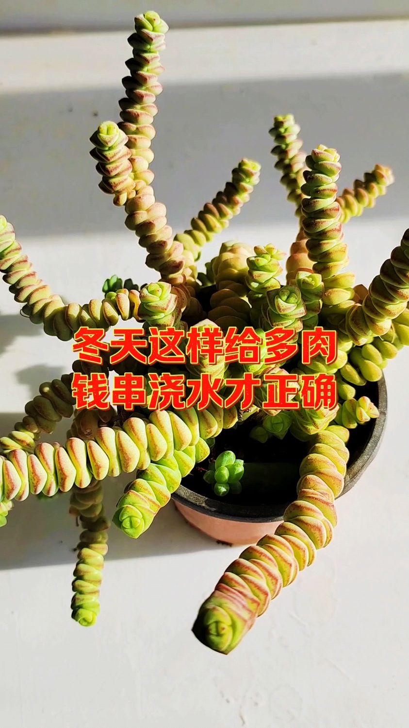 冬天这样给多肉钱串浇水才正确