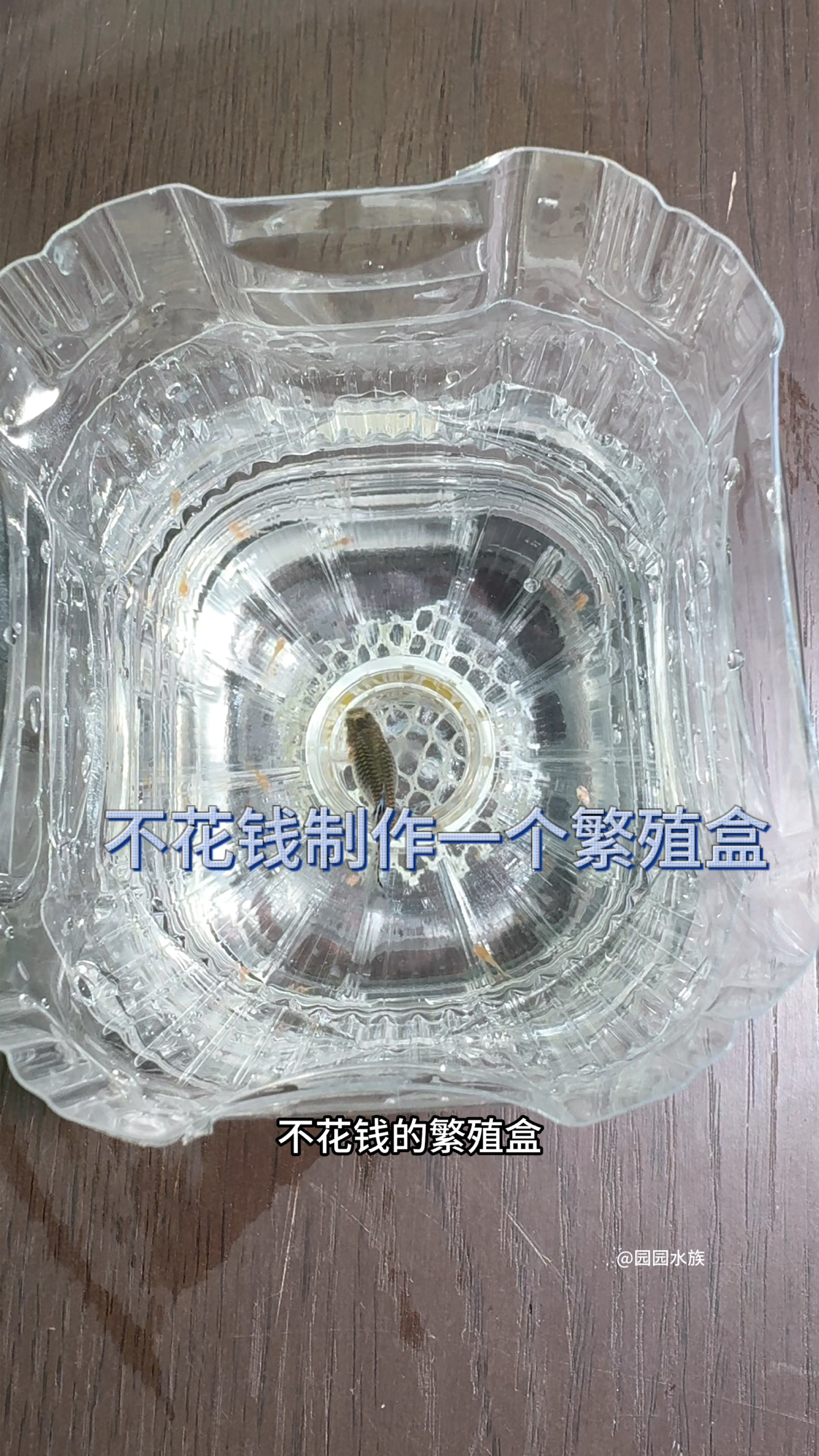 制作一个不花钱的繁殖盒给待产孔雀鱼#水族 #观赏鱼 #养鱼养心